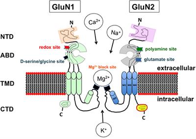 Changes in Serine Racemase-Dependent Modulation of NMDA Receptor: Impact on Physiological and Pathological Brain Aging